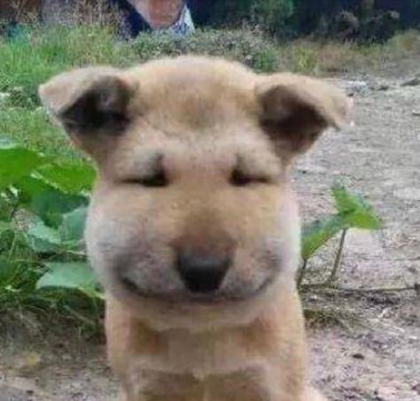 周冬雨拔智齿脸肿成了表情包,周冬雨拔智齿前后脸型对比图