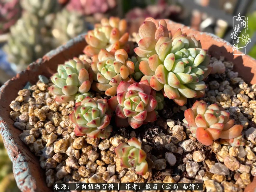 多肉植物百科如何投稿,感谢多肉植物百科的陪伴