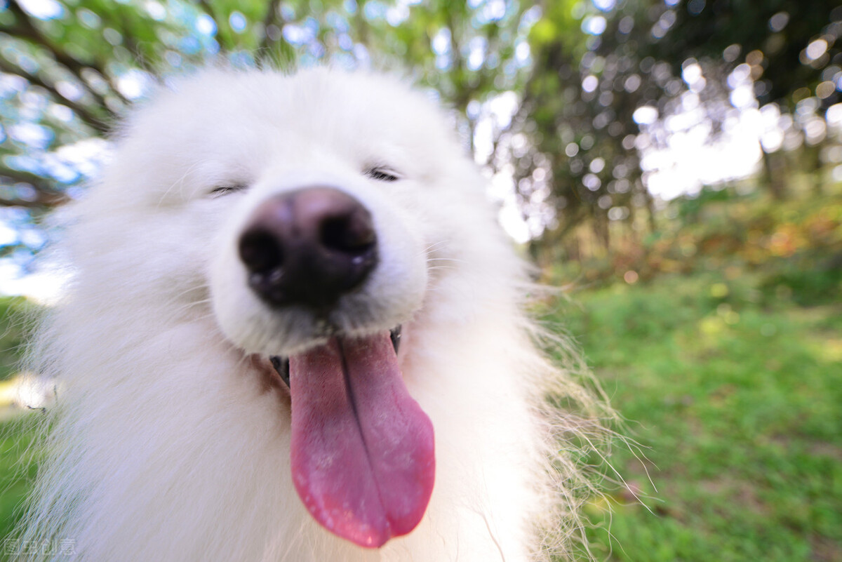 萨摩耶的饲养方法和注意事项,萨摩耶应该怎么养才好吃
