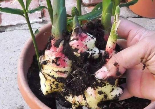 盆栽的生姜冬天要挖出来吗,削完皮的生姜可以直接放花盆里