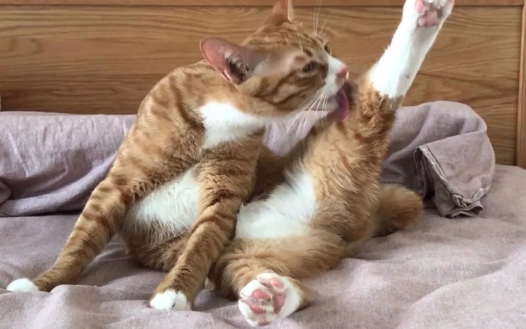 猫咪为啥光吃猫草根部不吃草,猫出去外面吃草还需要吃猫草吗