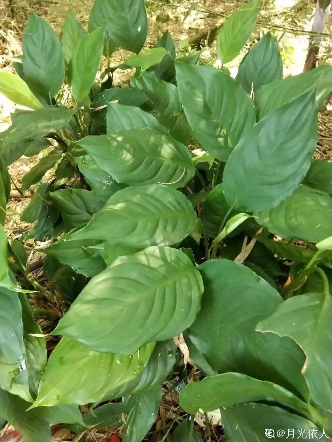 适合家里盆栽的不宜生虫的花,家里养的花有虫子和红蜘蛛小妙招