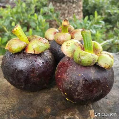 山竹那么好吃你会挑选山竹吗,山竹怎么选又大又多又好吃的