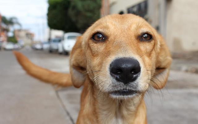 狗狗的胡子可以剪吗,狗狗的胡须有什么用可以剪吗