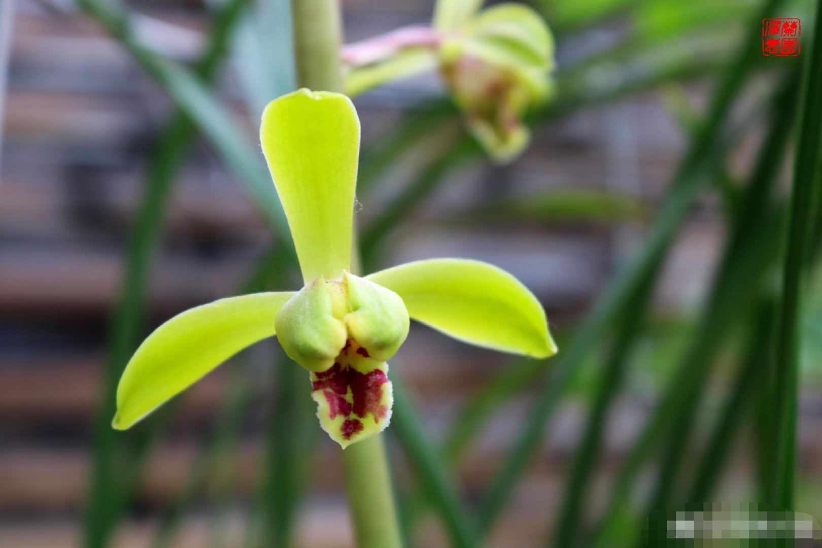 蕙兰老八种里最好看的品种,蕙兰中最值得入手的品种