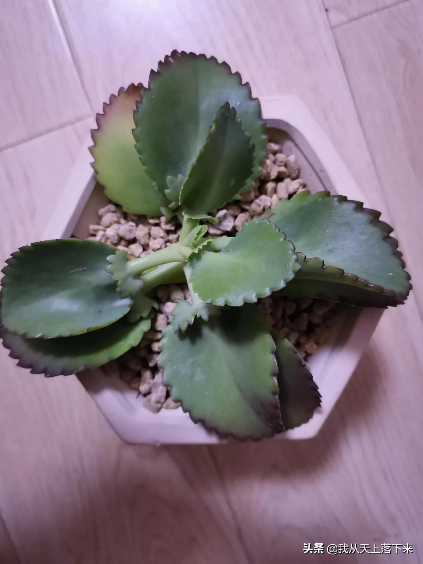 89种常见多肉植物品种图，实物拍摄，还不认识的小伙伴赶紧收藏好