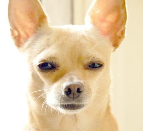 狗粮为什么有一股奇怪的味道,狗粮的味道竟然是如此甜美