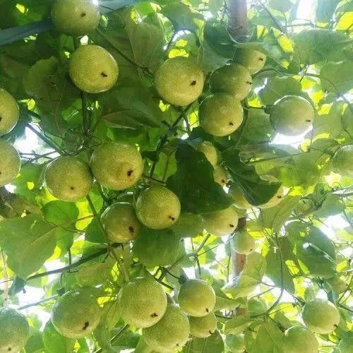 广西梧州最好的果园,梧州摘水果的地方