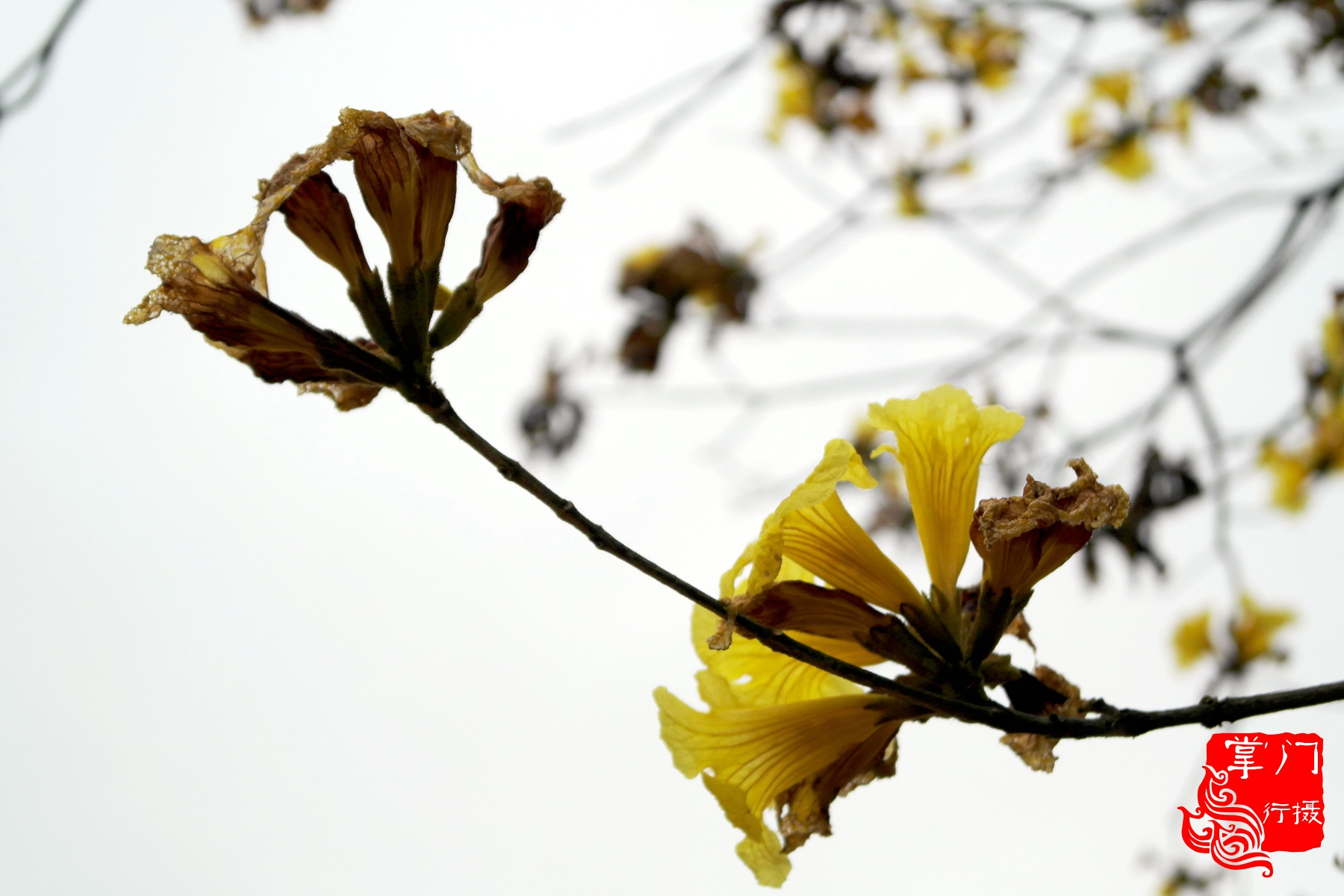 广州白云山游记一次身心愉悦之旅,广州白云山云台旅游