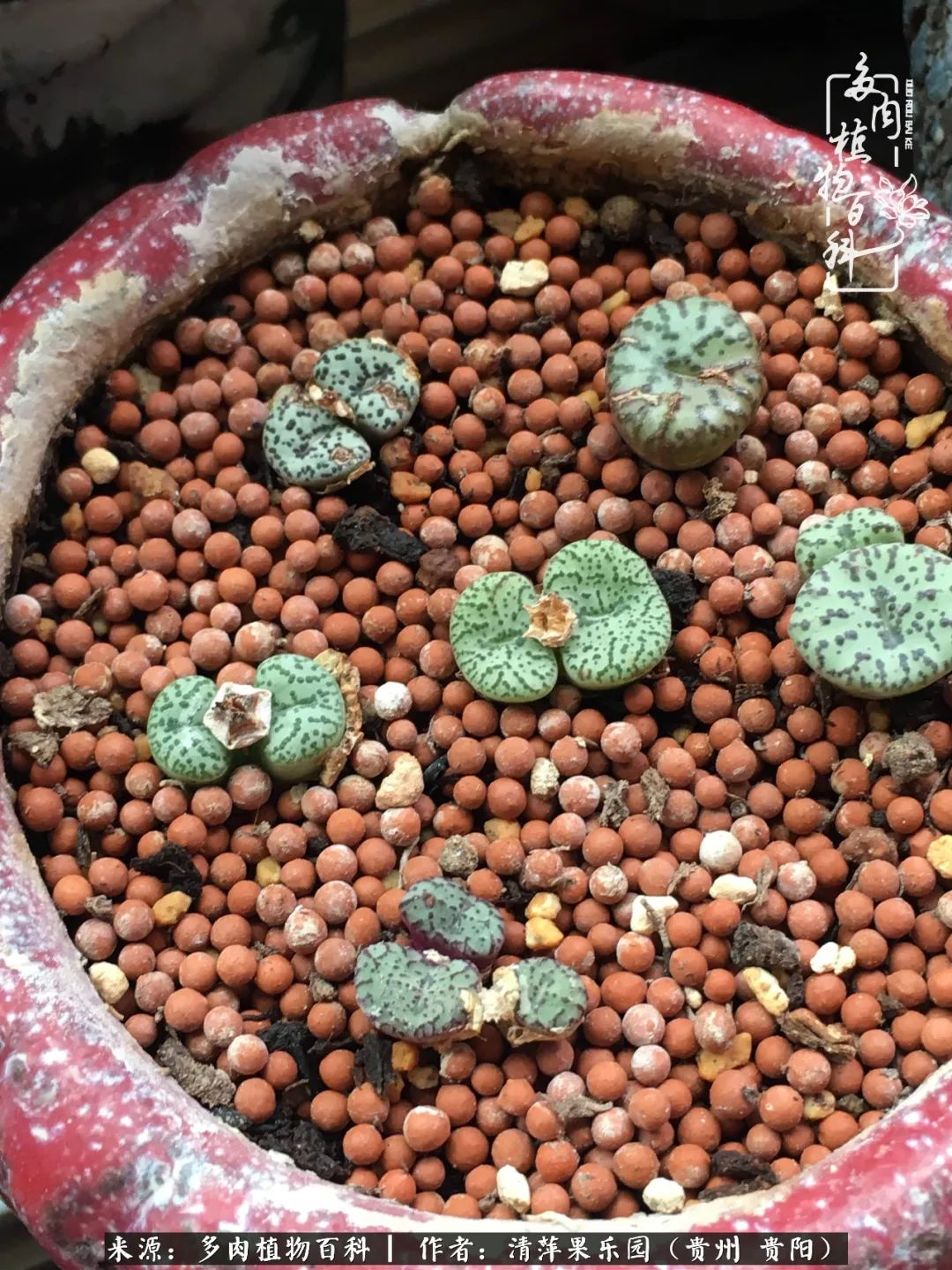 生石花庭院,晶莹剔透的生石花