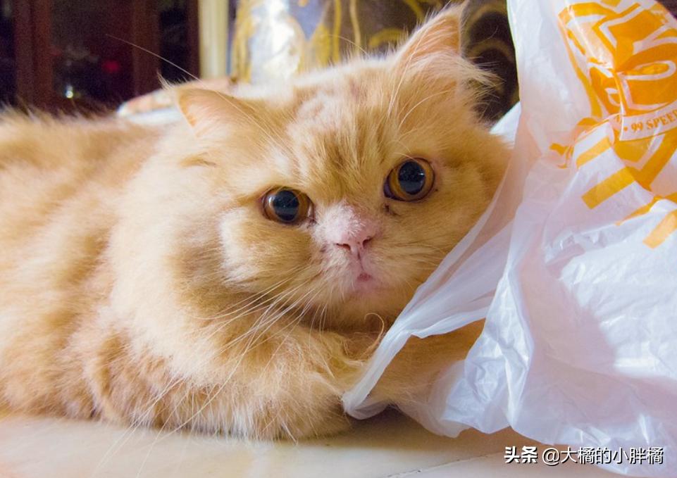 猫咪喜欢玩袋子该如何救,猫咪喜欢玩纸箱跟塑料袋