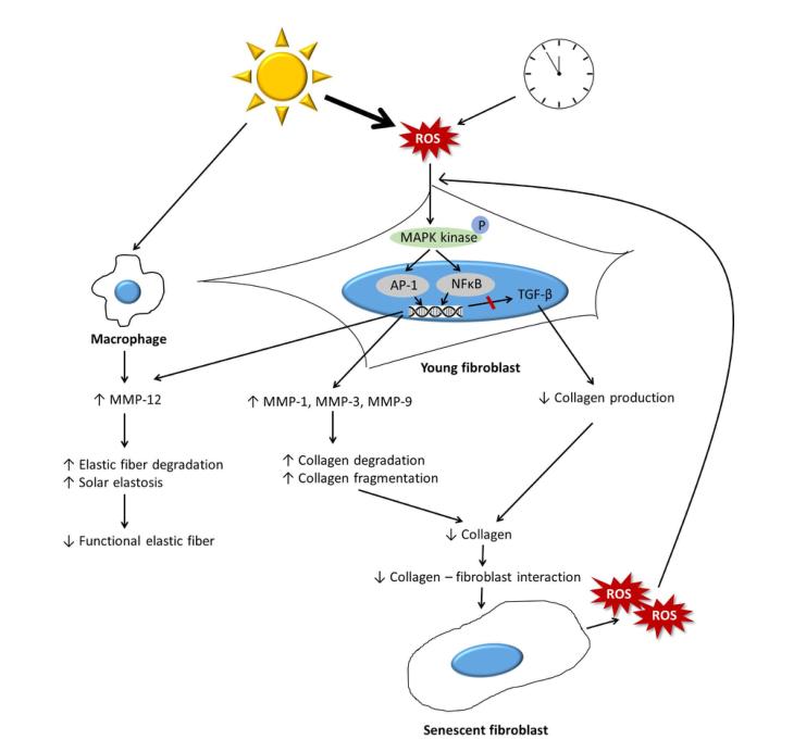 小分子胶原蛋白肽粉是不是智商税,胶原蛋白肽的作用是智商税吗