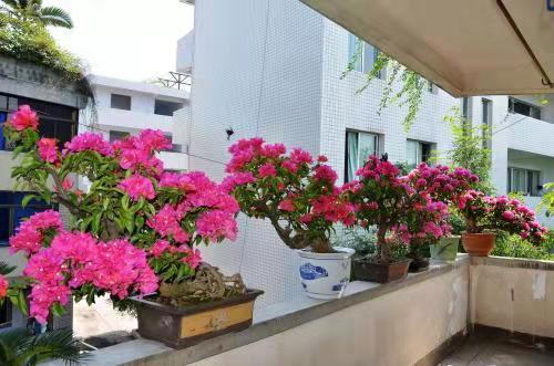 三角梅盆景入门就是这七步,三角梅盆景造型怎样才不会断