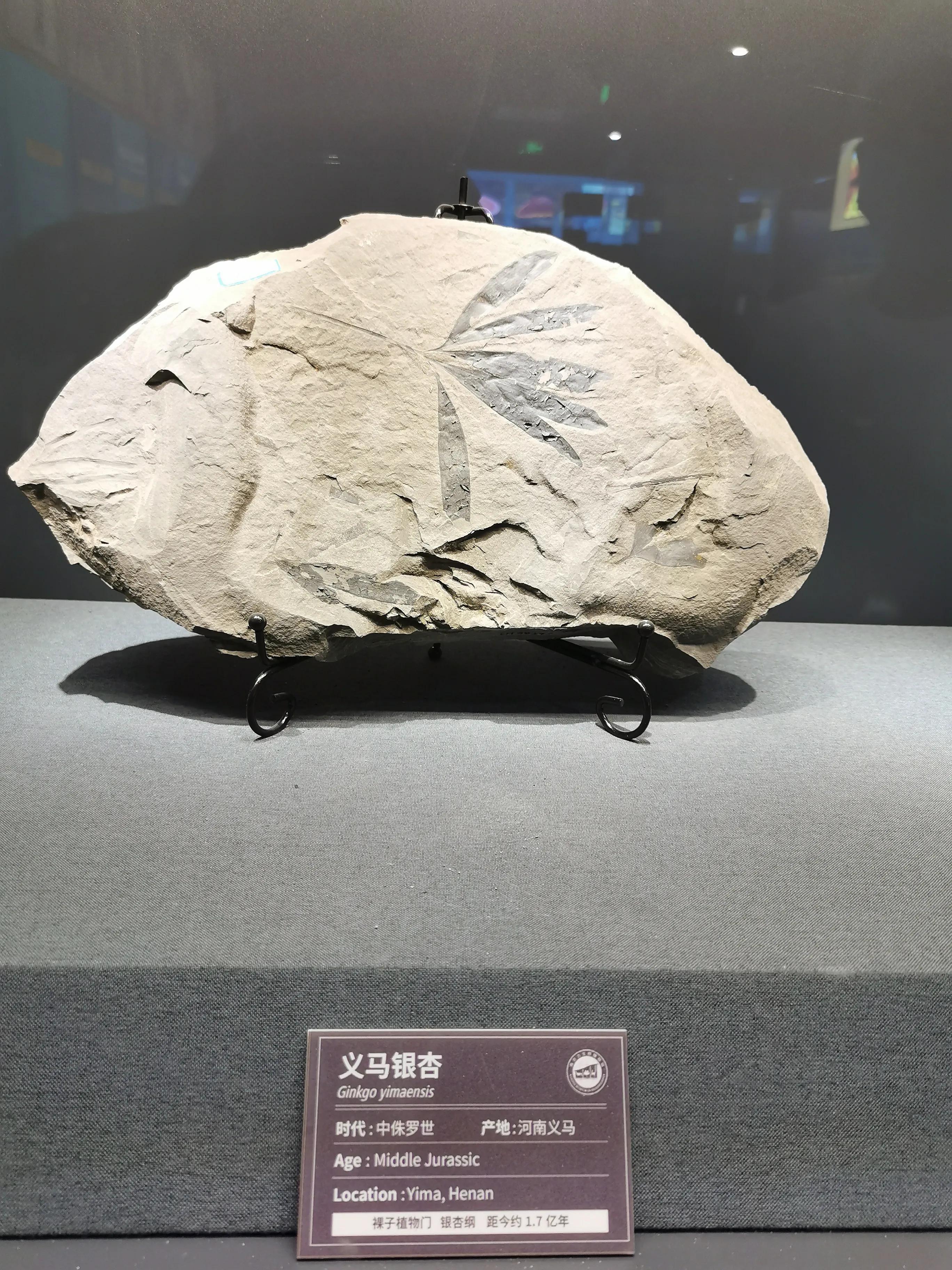 南京古生物博物馆开放时间及门票,南京古生物博物馆作文