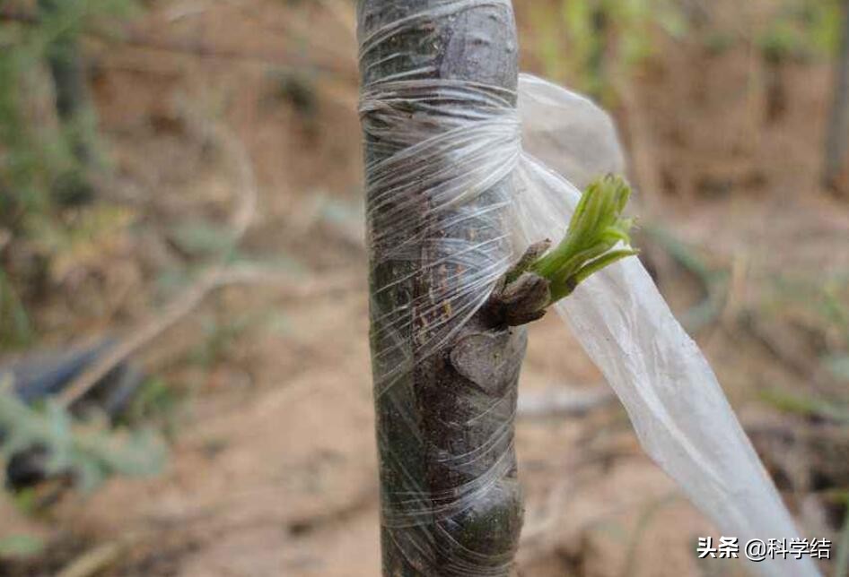 为什么有克隆技术动物还会灭绝,近代灭绝动物可以克隆复活吗