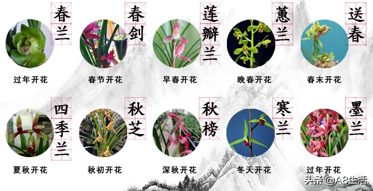 2019蕙兰端梅价格,每日一品花卉