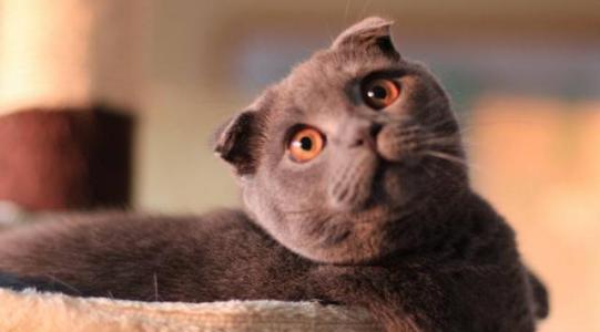 猫咪品种大全及图片与介绍,白色带渐黄短毛猫咪品种大全