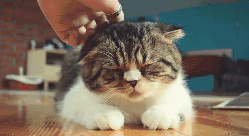 猫咖和羊驼咖,猫咖可以和什么结合在一起