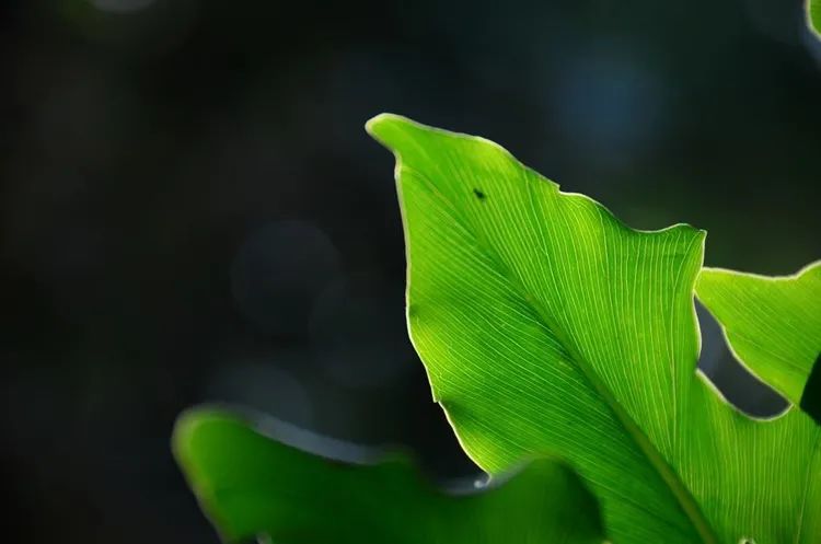 零基础学摄影从入门到精通100集,摄影入门从哪里学起比较好