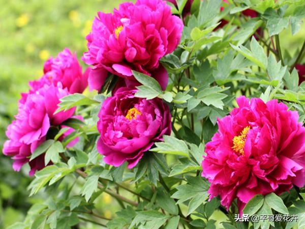 家里的牡丹叶片萎蔫？这“4个方面”不可忽视，现在知道还不晚