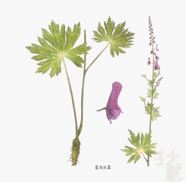 生附子古今用法,附子古今用量变化浅析