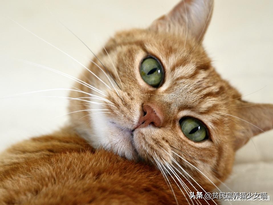 猫咪每天都要吃罐头怎么办,猫咪少食多餐应该隔多久喂一次