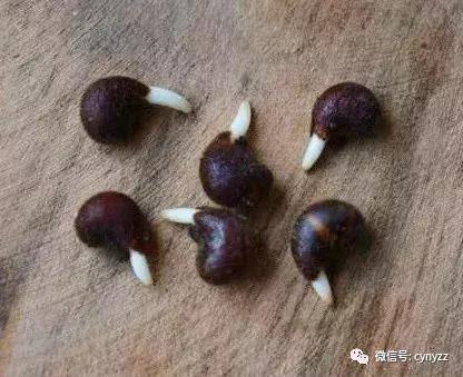 药食同源金花葵,金花葵是药食同源食品吗