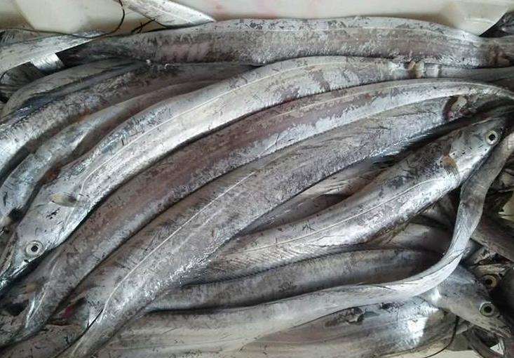 带鱼选购技巧,买带鱼怎么挑选新不新鲜