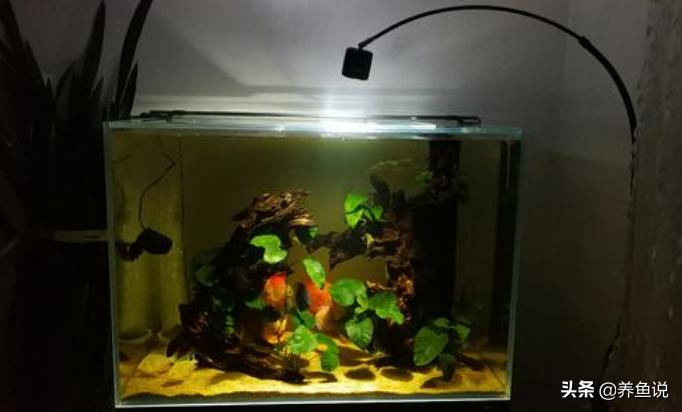 鱼缸水发黄变浑浊原因和解决方法,养鱼鱼缸水浑浊怎么处理