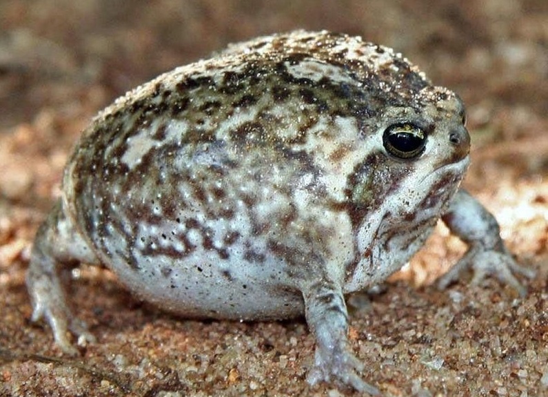 馒头蛙蝌蚪,馒头蛙蝌蚪形态