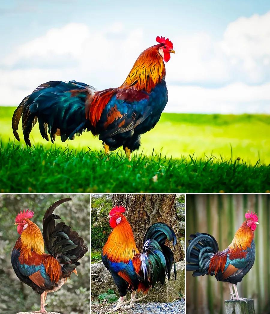 儿童画教程|油画棒技法练习《穿花衣服的大公鸡》