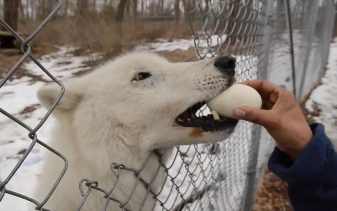 狗狗能不能吃溏心鸡蛋,狗狗肾衰竭可以吃鸡蛋吗