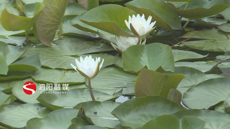 凤栖湖睡莲盛开,千亩荷塘睡莲次第开放风景迷人