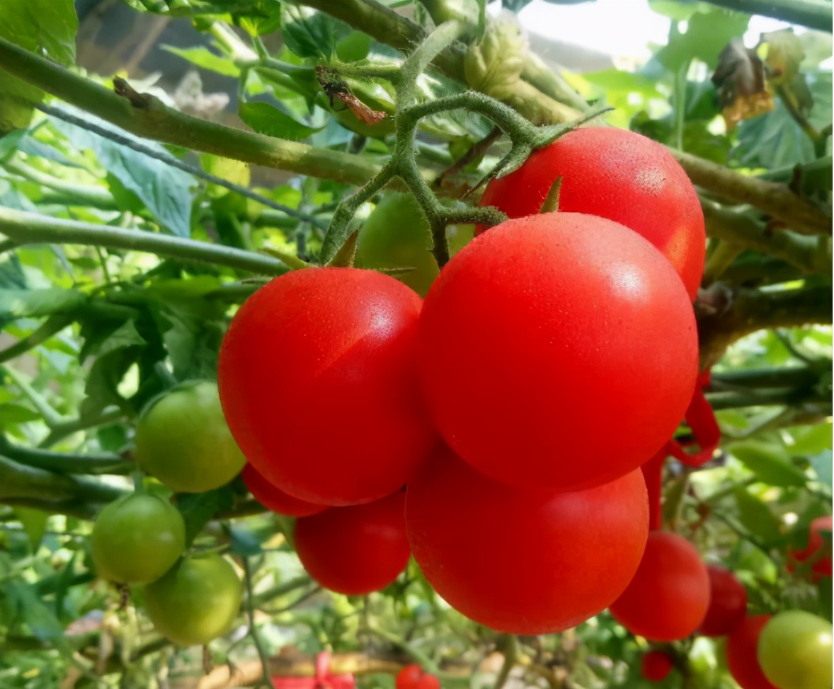 北京梨花旅游攻略,北京旅游攻略大兴庞各庄梨花