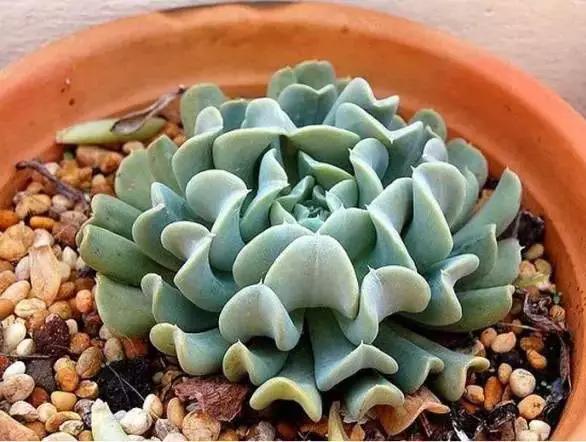 推荐轻松玩转100种常见多肉植物,700种多肉植物图鉴pdf百度云