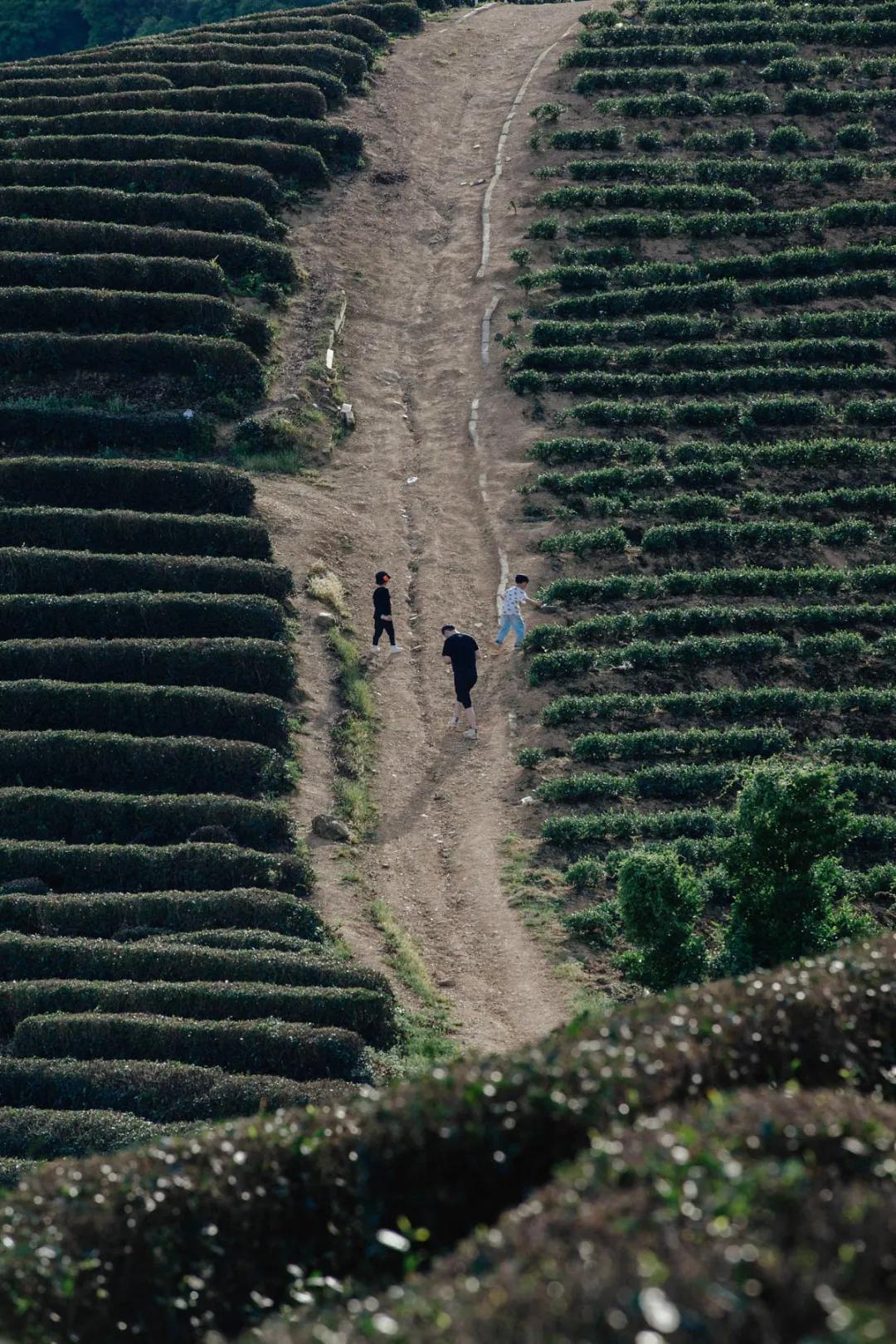 杭州百景｜龙坞，茶，太阳，酒，音乐