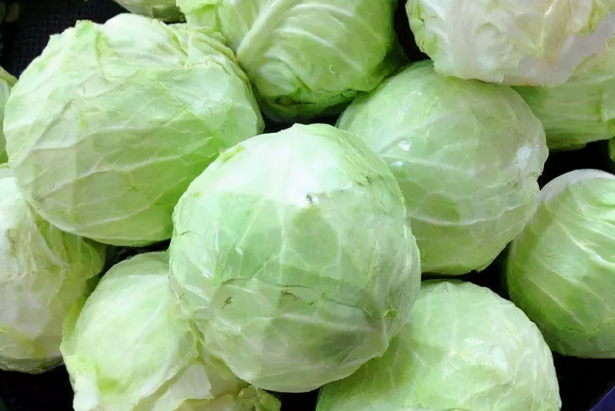 买包菜哪种最好,包菜买松点还是紧实点