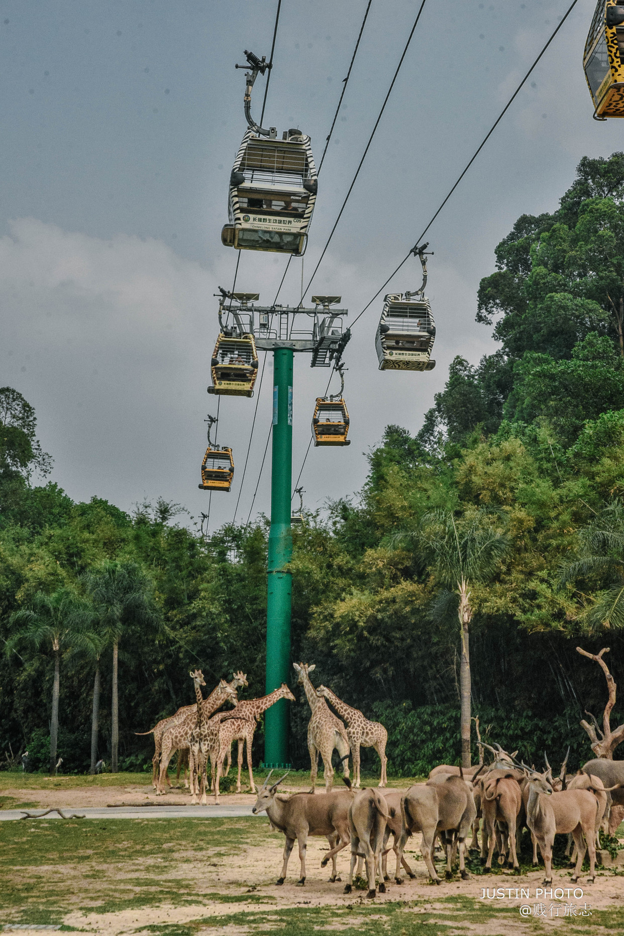 广东最大动物园在哪个市啊,广东最大动物园