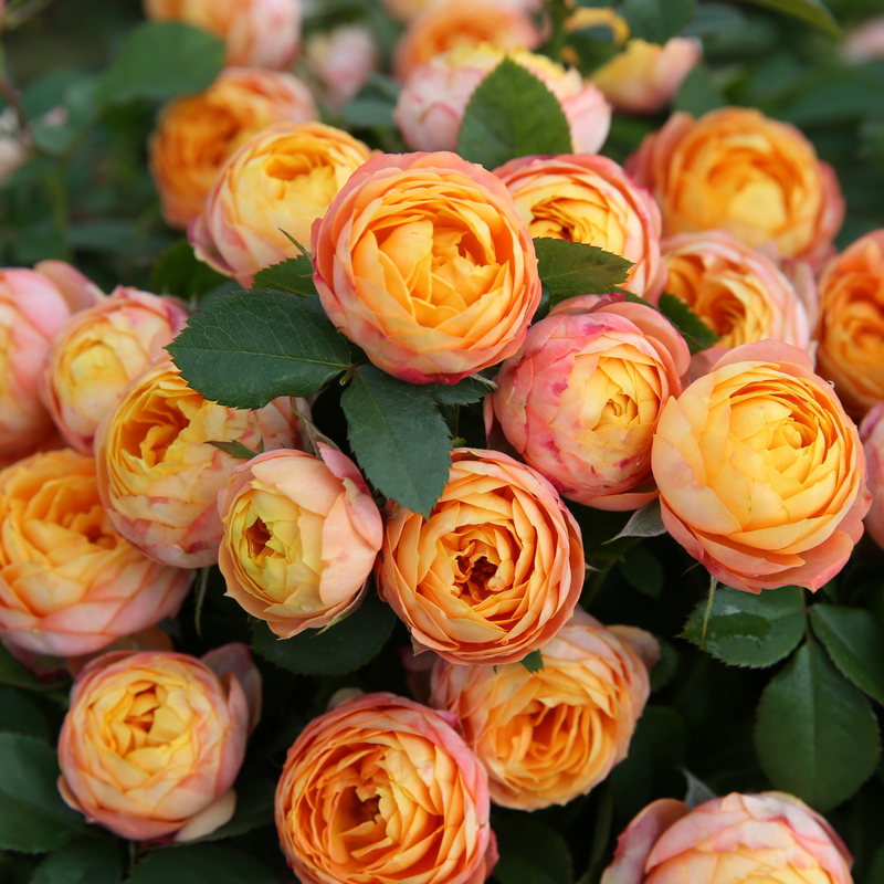 月季图鉴哪本书好,淘宝上最好养的月季品种