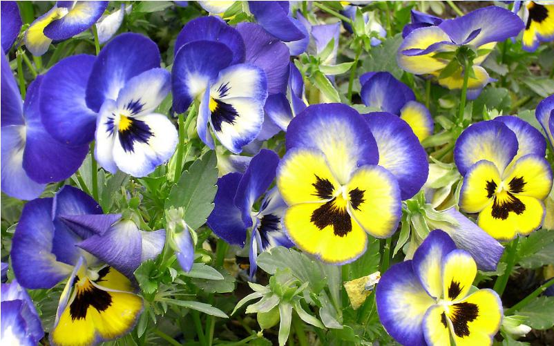 三色堇开花颜色,三色堇花语爱与勇气