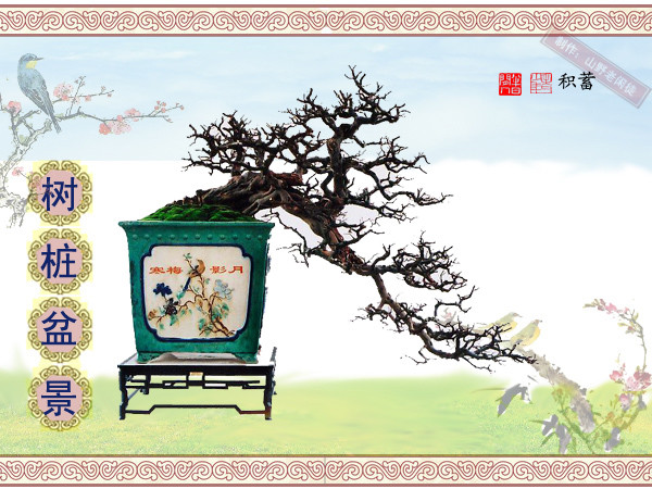 鏍戞々鐩嗘櫙楂樻竻鍥剧墖,姒旀鐩嗘櫙鏍戞々