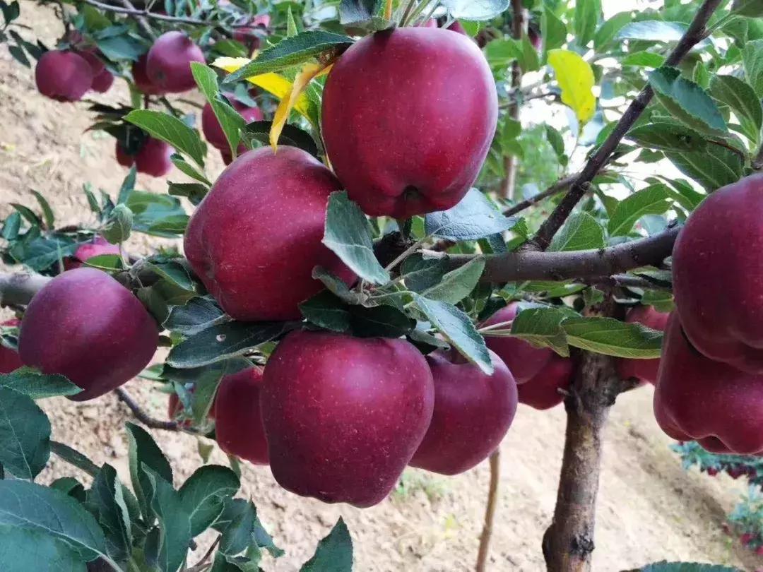 礼县红心苹果,甘肃礼县苹果丰收