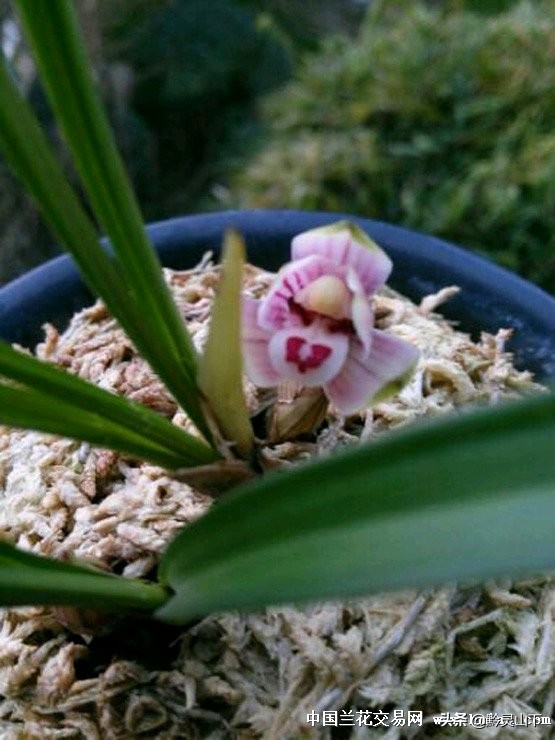 贵州有什么兰花品种啊,贵州兰花品种惠风荷