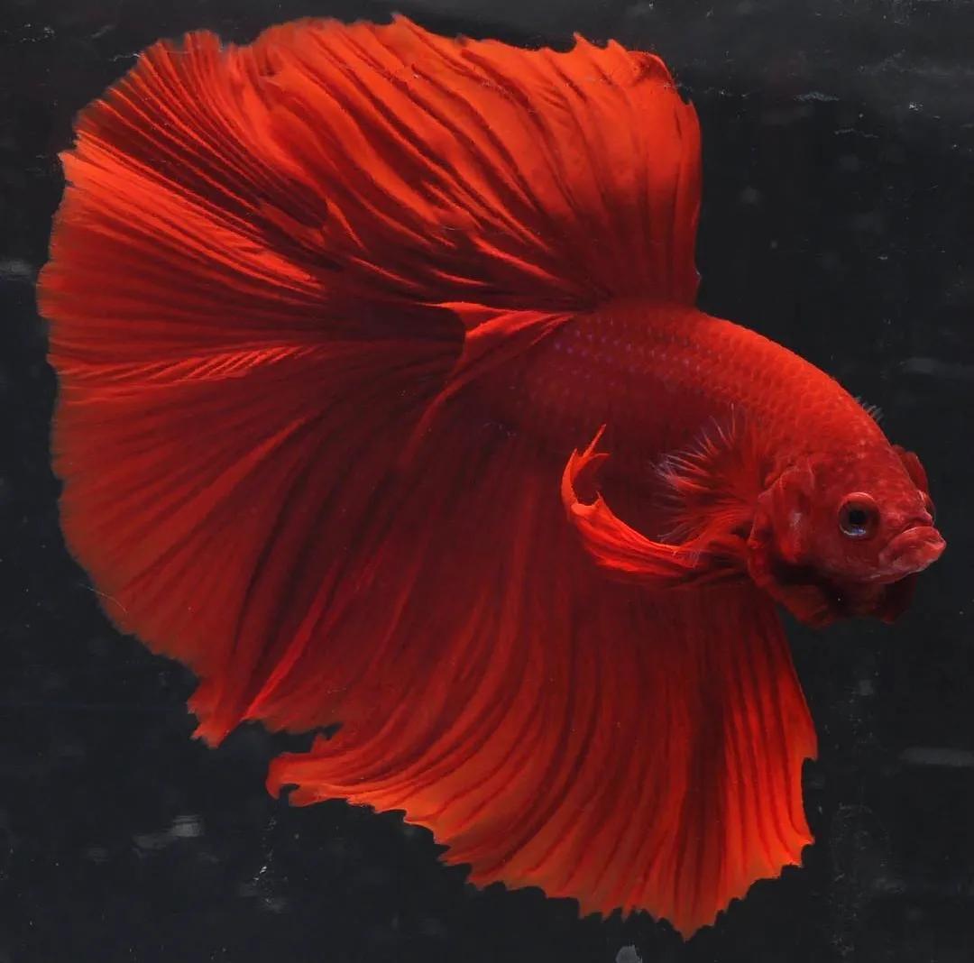 新手养鱼最好看又好养 (新手养鱼养什么最好)