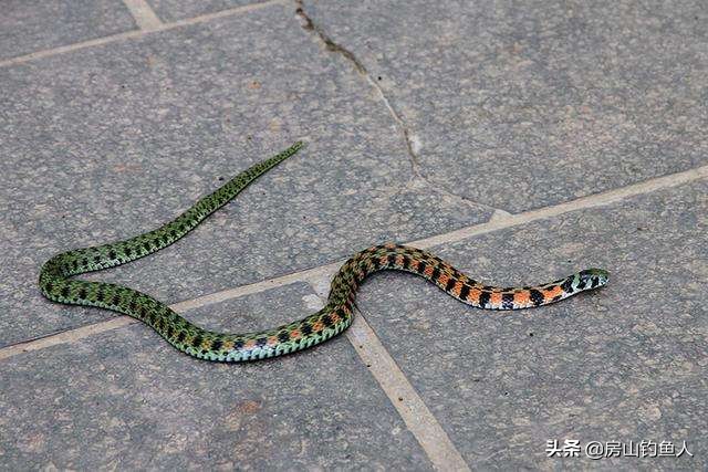 在河里钓鱼遇到大黑蛇真实事件,野钓遇到蛇的真实事件