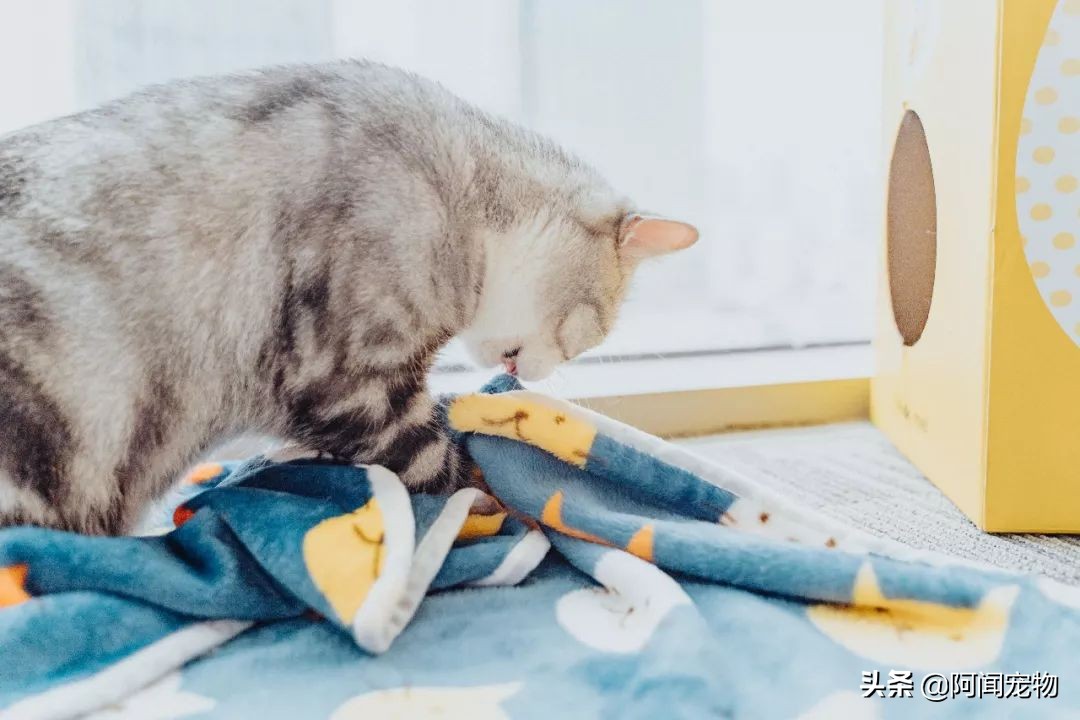 猫咪爱磨脚怎么回事,为啥猫咪爱挠沙发