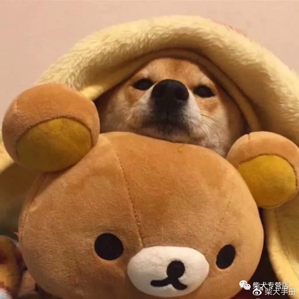 怎样分辨柴犬和土狗幼犬,怎么区分柴犬和串串