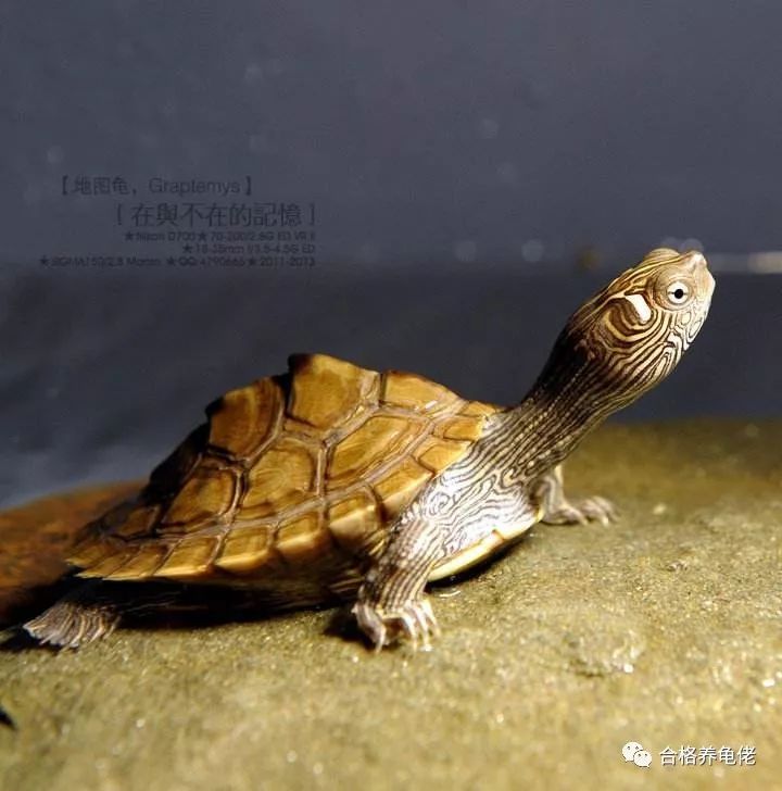 龟中二哈是什么龟,地图龟二哈行为