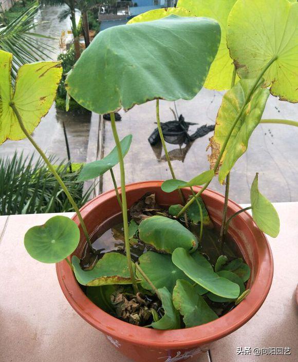 莲子培育盆栽荷花,一粒莲子可种多大的盆