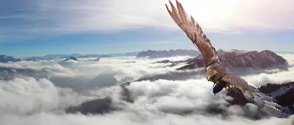 你是几月生的就代表你是什么动物,出生日期决定你是什么动物